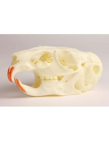 Chinchilla Skull with Pathologies -Erler Zimmer VET4500