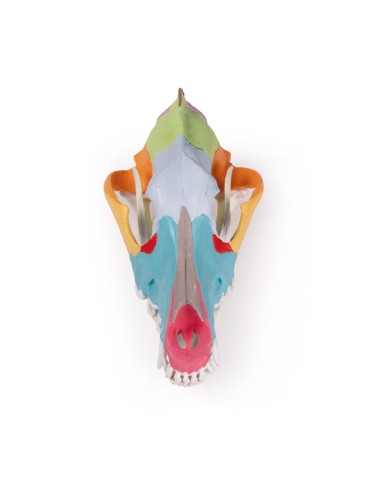 Dog Skull, Large Size Colorful (replica) - Erler Zimmer VET1708