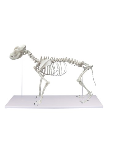 Dog skeleton, life-size - Erler Zimmer VET1700