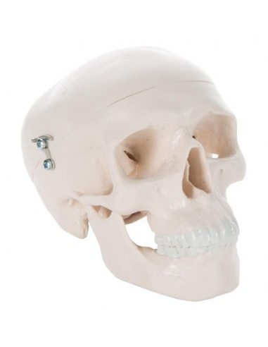 3B Scientific - Anatomical model of Mini skull, in 3 parts A18/15