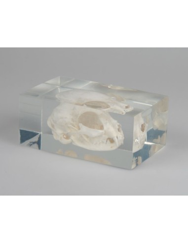 Cranio di Gatto inglobato in plexiglas, reale - Erler Zimmer VET3091