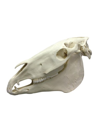 Decomposable 2-part Horse Skull VET4350