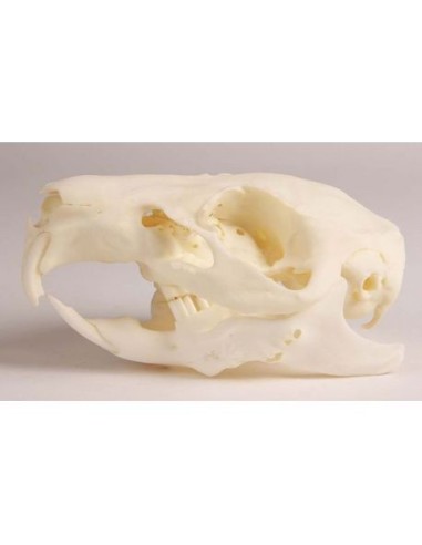 Guinea pig skull with variable and pathological jaw - VET4510