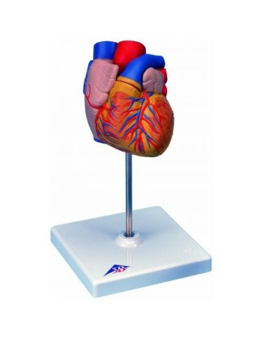 3B Scientific, anatomical model of Heart G10, decomposable into two parts