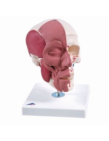 3B Scientific, Skull with facial musculature A300