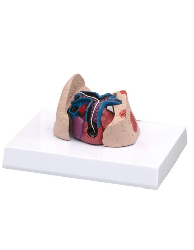 Feline heart and lung model - Erler Zimmer VET9141