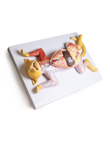 Dissection model of the pregnant cat - Erler Zimmer VET3350