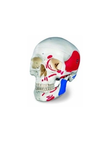 Classic painted skull decomposable into 3 parts, anatomical model 3B Scientific A23