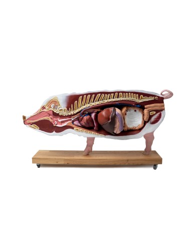 Educational pig model, 20 parts, 1/2 life size VET3320