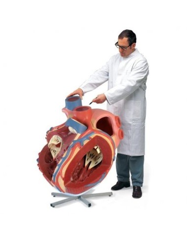 3b Scientific, Modello anatomico di cuore gigante, ingrandito 8 volte VD250