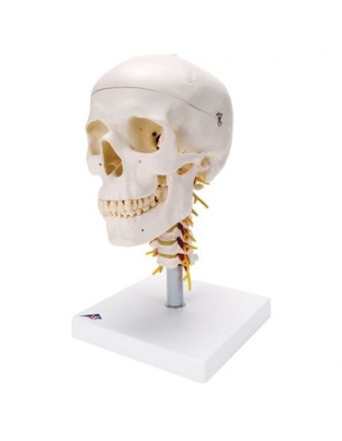 3B Scientific, Classical Decomposable Skull Model with Cervical Vertebrae A20/1