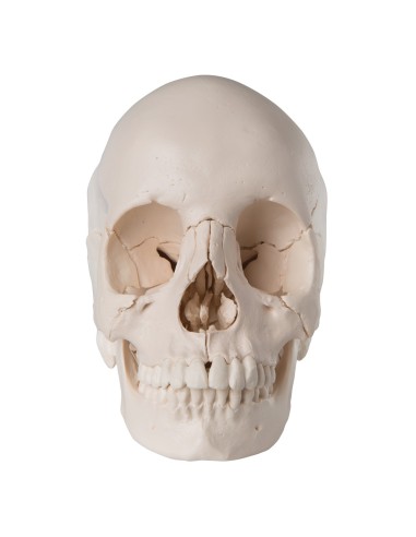 22-part white decomposable skull, anatomical model 3B Scientific A290