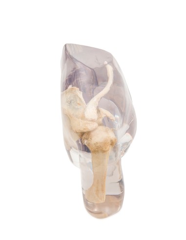 Simulateur de radiologie - articulation de l'épaule - transparent - EZ7340