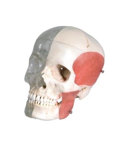 3B Scientific cranio didattico scomponibile trasparente / osseo  BONElike™A282