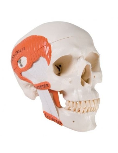 3B Scientific skull, classical model, with masticatory muscles, in 2 parts A24