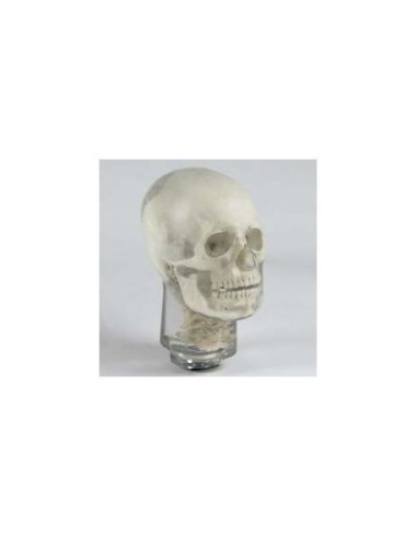 Radiology Simulator - Skull - Transparent - Erler Zimmer 7320