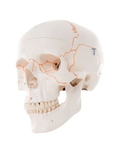 3B Scientific skull, classical model, with numbering, in 3 parts A21