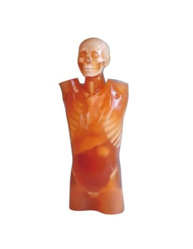 Simulador de Radiología - Maniquí Torso Tomografía Computarizada - Erler Zimmer R16512