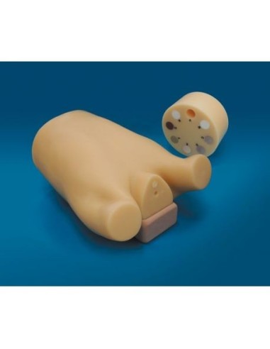 Simulador de radiología - Maniquí de cribado de cáncer de pulmón - Erler Zimmer R16532