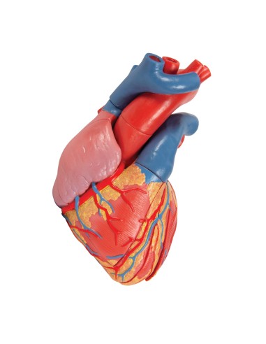 3B Scientific, anatomical model of heart, decomposable into 5 parts, G01