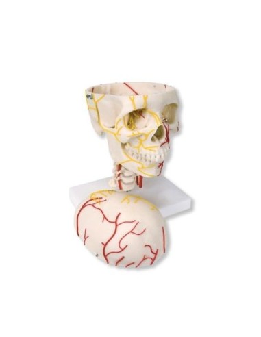 3B Scientific, Neurovascular Skull W19018