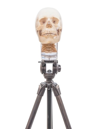 Sturdy stand for radiographic skull EZ7350