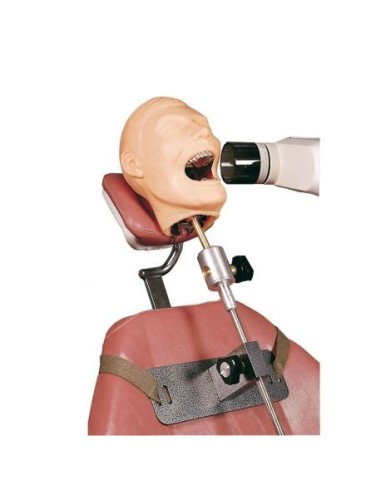 Dental radiology medical simulation manikin - R17001