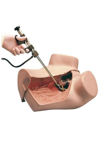 Simulator for Gynecology - Multifunctional Training - Erler Zimmer R10183