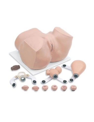 Gynecology Simulator - Gynecological Training Manikin - Erler Zimmer R10182