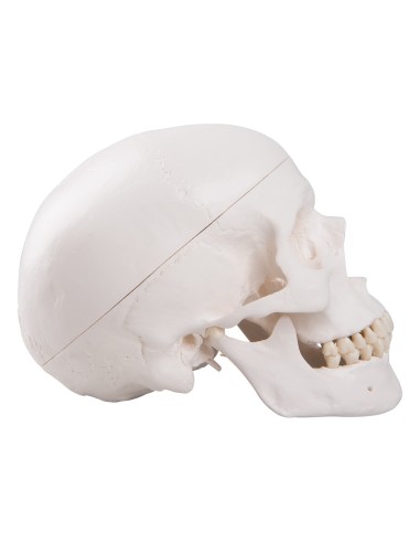 Educational skull decomposable into 3 parts, anatomical model 3B Scientific A20