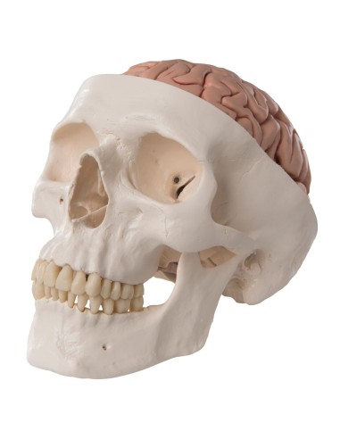 Decomposable 8-part educational skull with brain, anatomical model 3B Scientific A20/9