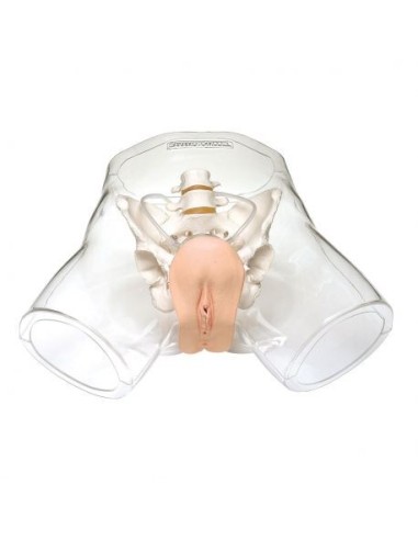 Transparent female catheterization training simulator W43028F