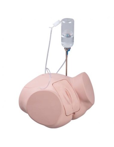 Simulator for the practice of female catheterization PRO P93P-F