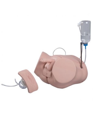 Simulator for the practice of male and female catheterization PRO P93P-S