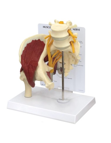 Hip joint with muscles and sciatic nerve 3B Scientific 1019505