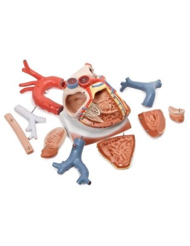 3B Scientific, Modello di cuore su diaframma, ingrandito 3 volte, scomponibile in 10 parti VD251