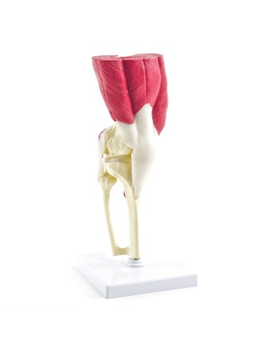 Knee joint with muscles and tendons