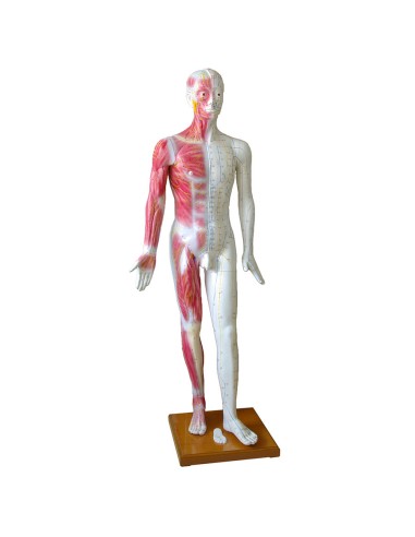 Mannequin d'acupuncture masculin de taille normale sur socle