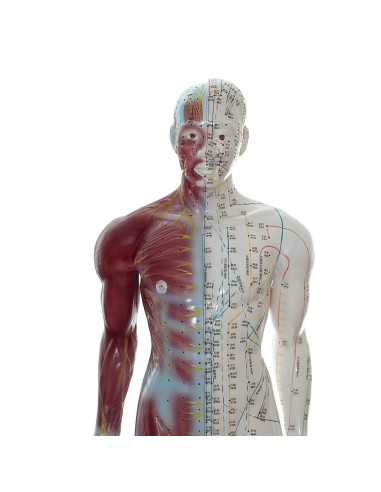 Male dummy with acupuncture muscles