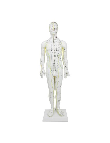 Mannequin d'acupuncture pour homme 61cm