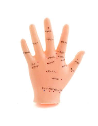 Life-size acupuncture hand model