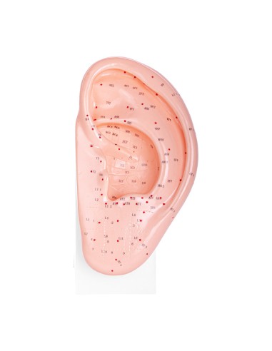 Enlarged acupuncture ear model