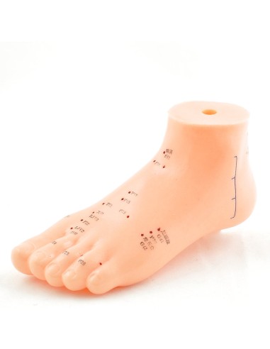 Life-size acupuncture foot model