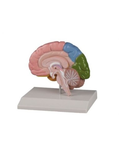 View enlarged Erler Zimmer, anatomical model of the right half of the brain in color, life-size C221