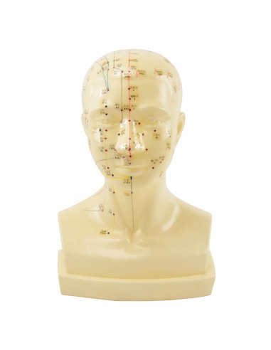 Anatomical Model of the Head with Meridians and Acupuncture Points