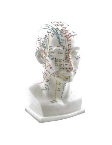 Anatomical model of the Head in half scale with Meridians and Acupuncture Points