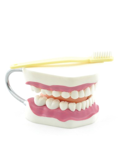 Modelo de higiene dental correcta con cepillo de dientes