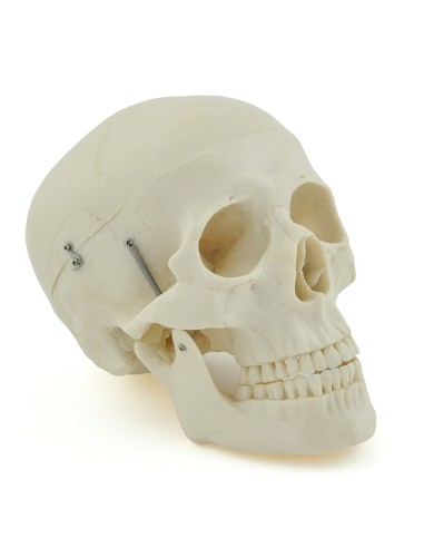 3-part white skull model with removable teeth