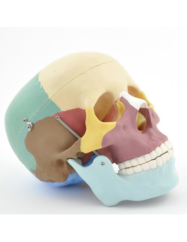 Modello di cranio colorato in 3 parti con denti estraibili