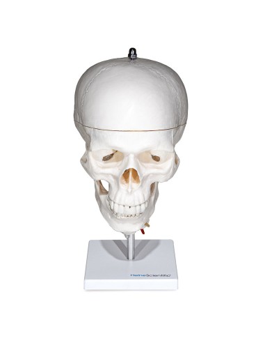 Model of Skull with Cervical Column